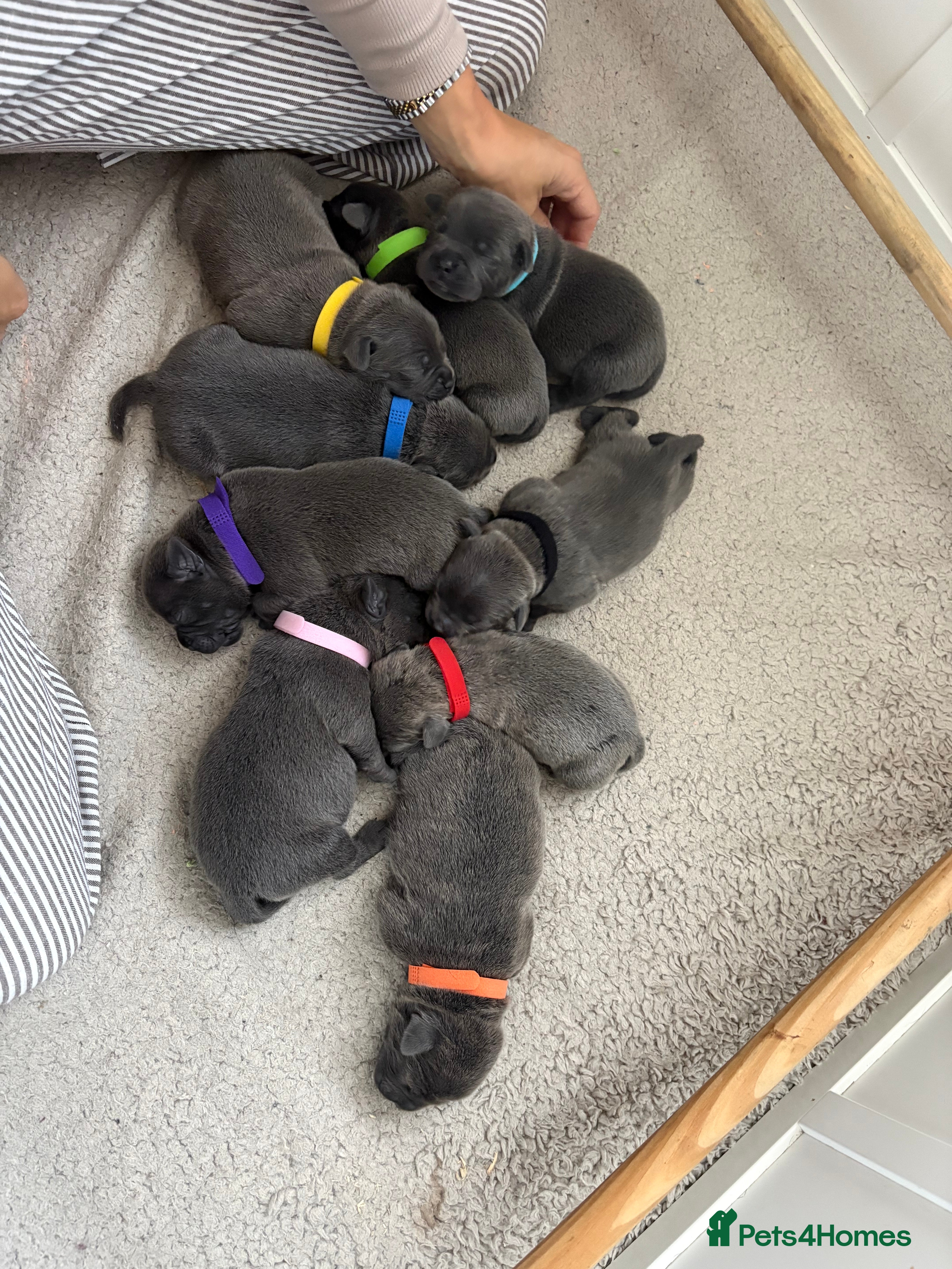 Staffordshire Bull Terrier dogs for sale: 1 left Quality KC registered Blue staffy puppies** - Advert 2