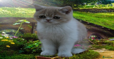 Exotic cats - Advert 4