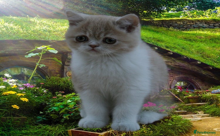Exotic cats - Advert 1
