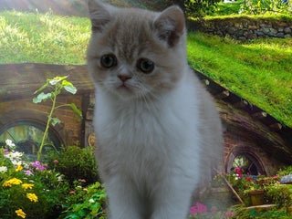 Exotic cats - Advert 10