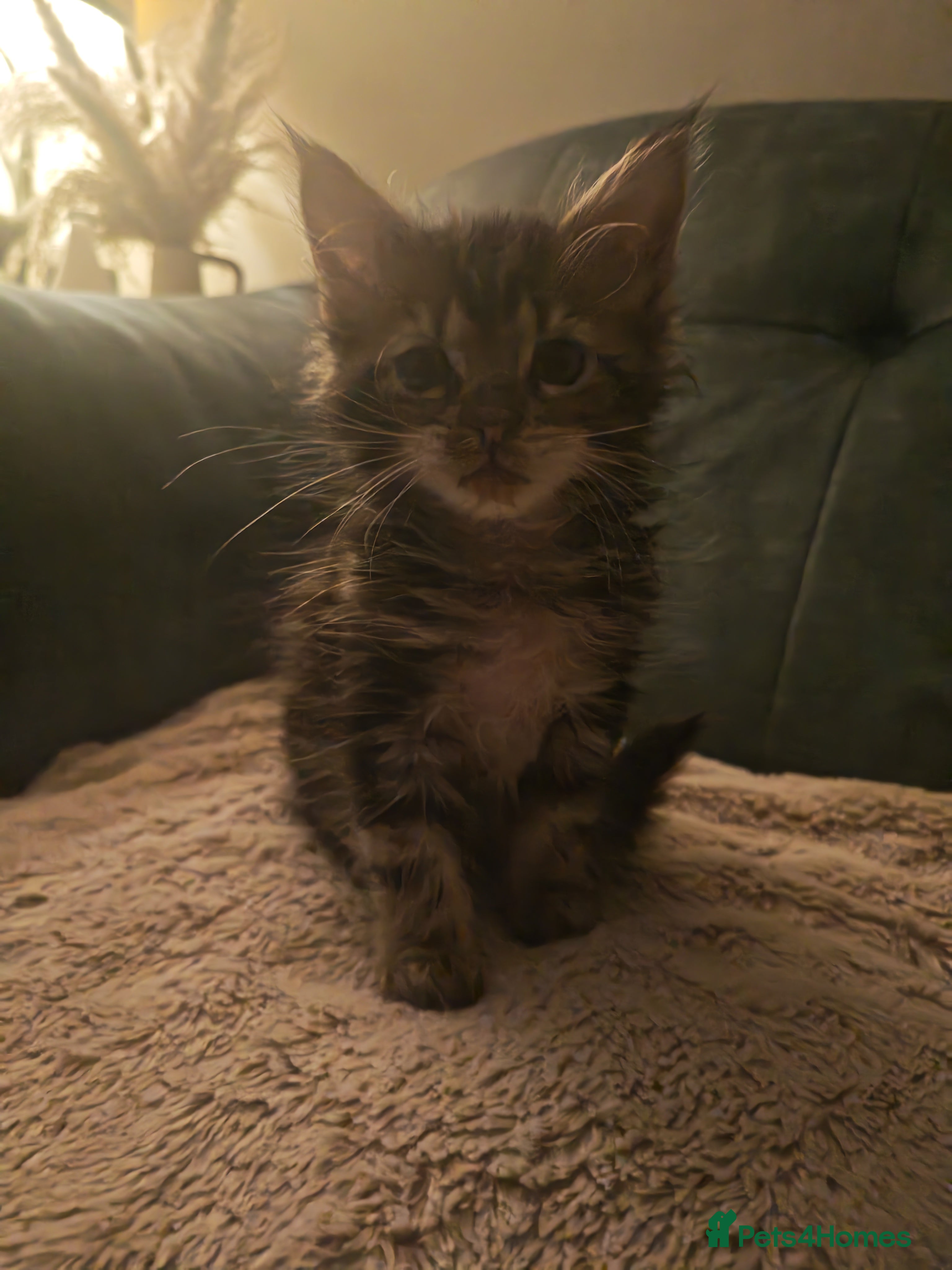 Maine Coon cats 100% Maine Coon Kittens  - Advert 1