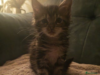 Maine Coon cats 100% Maine Coon Kittens - Advert 1