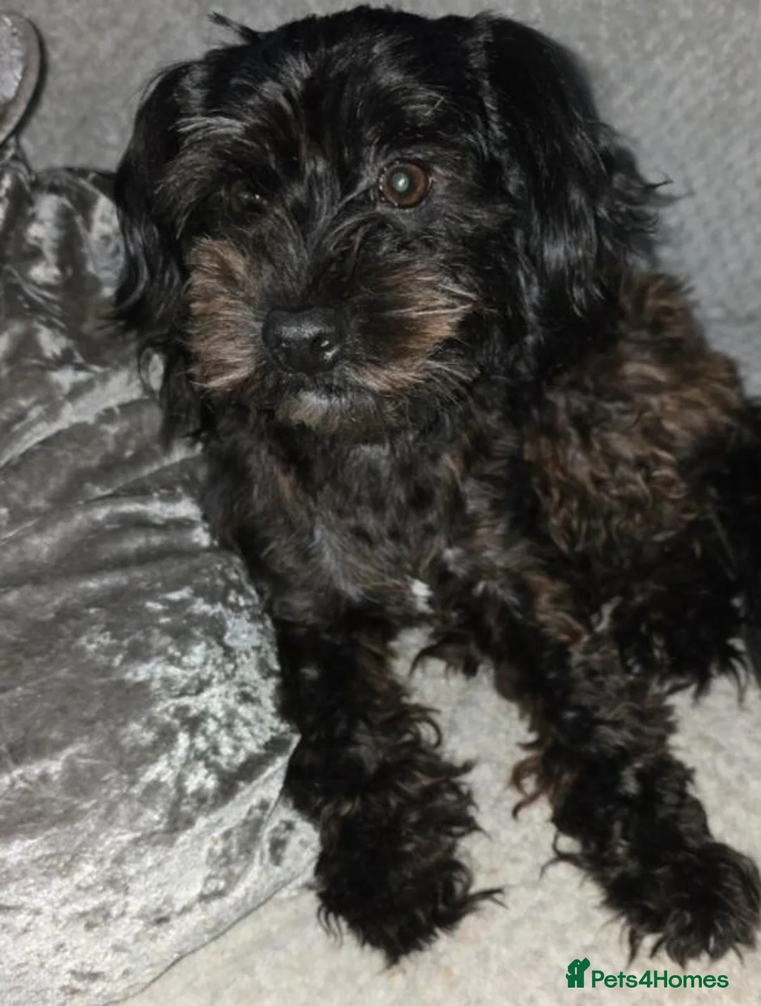 Maltipoo dogs for sale: Beautiful Loving 3-Year-Old Maltipoo Cross Boy in Sheffield - Advert 2