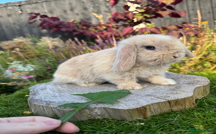 Mini Lop rabbits - Advert 12