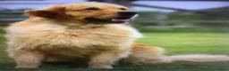 Golden Retriever dogs for sale: Golden Retriever puppies  in Saltburn-by-the-Sea - Advert 29