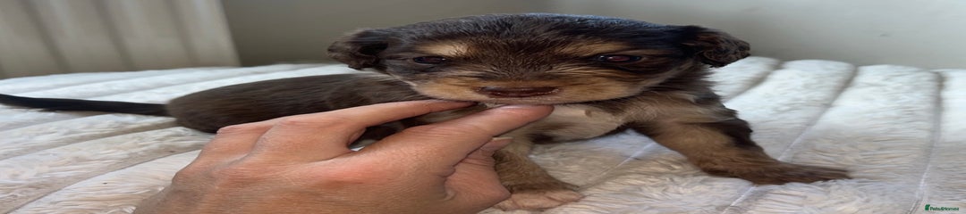Cockapoo Puppy 7