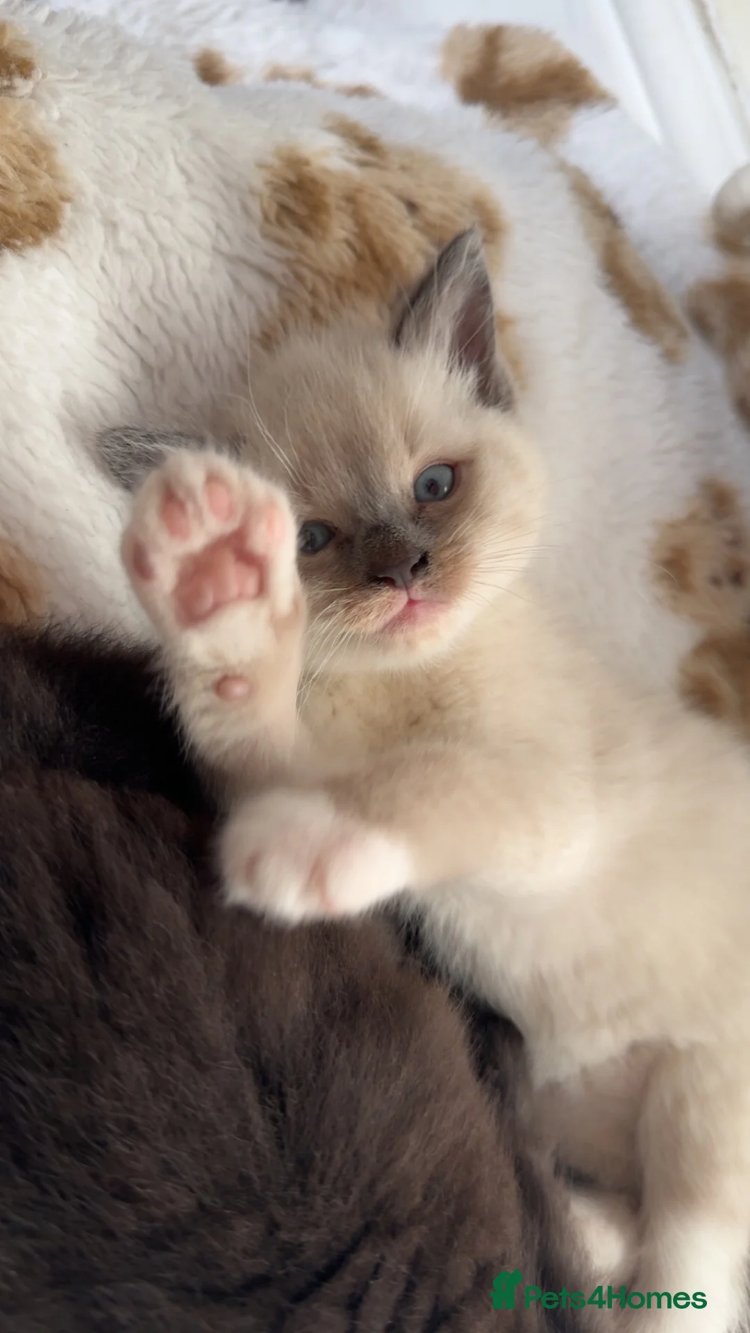 Mixed Breed cats for sale: 3 Beautiful Ragdoll Mix Kittens - Advert 2