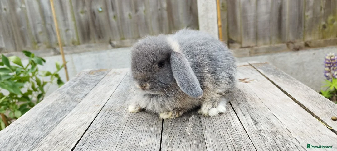 Mini Lop rabbits for sale: Mini Lop bunnies Pure Breed  - Advert 1