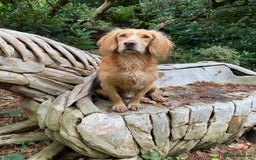 Cocker Spaniel dogs for sale: Working Cocker Spaniels  - Image 5