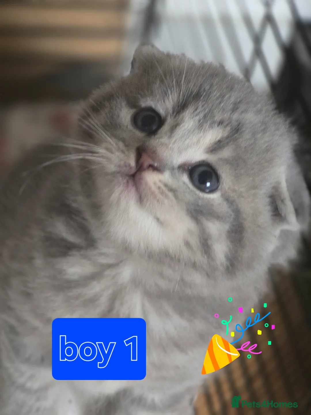 Scottish Fold cats for sale:  🥰Scottish folded in a beautiful colour - Advert 1