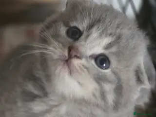 Scottish Fold cats 🥰Scottish folded in a beautiful colour - Advert 2