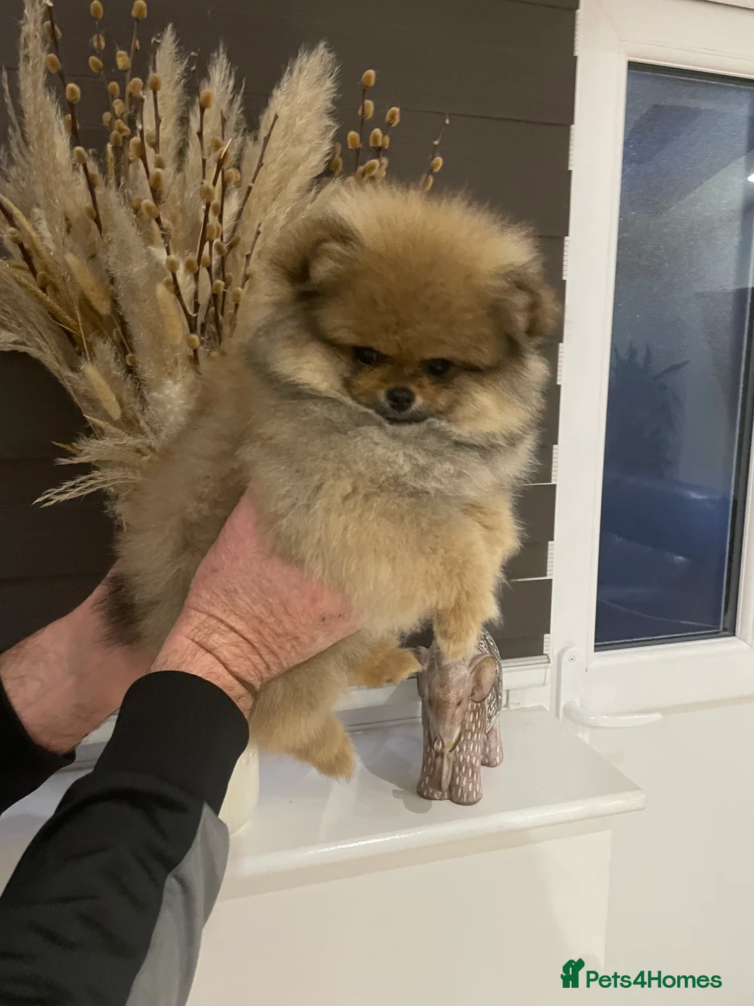 Pomeranian dogs for sale: KC Mini Pomerania  in Bristol - Advert 21