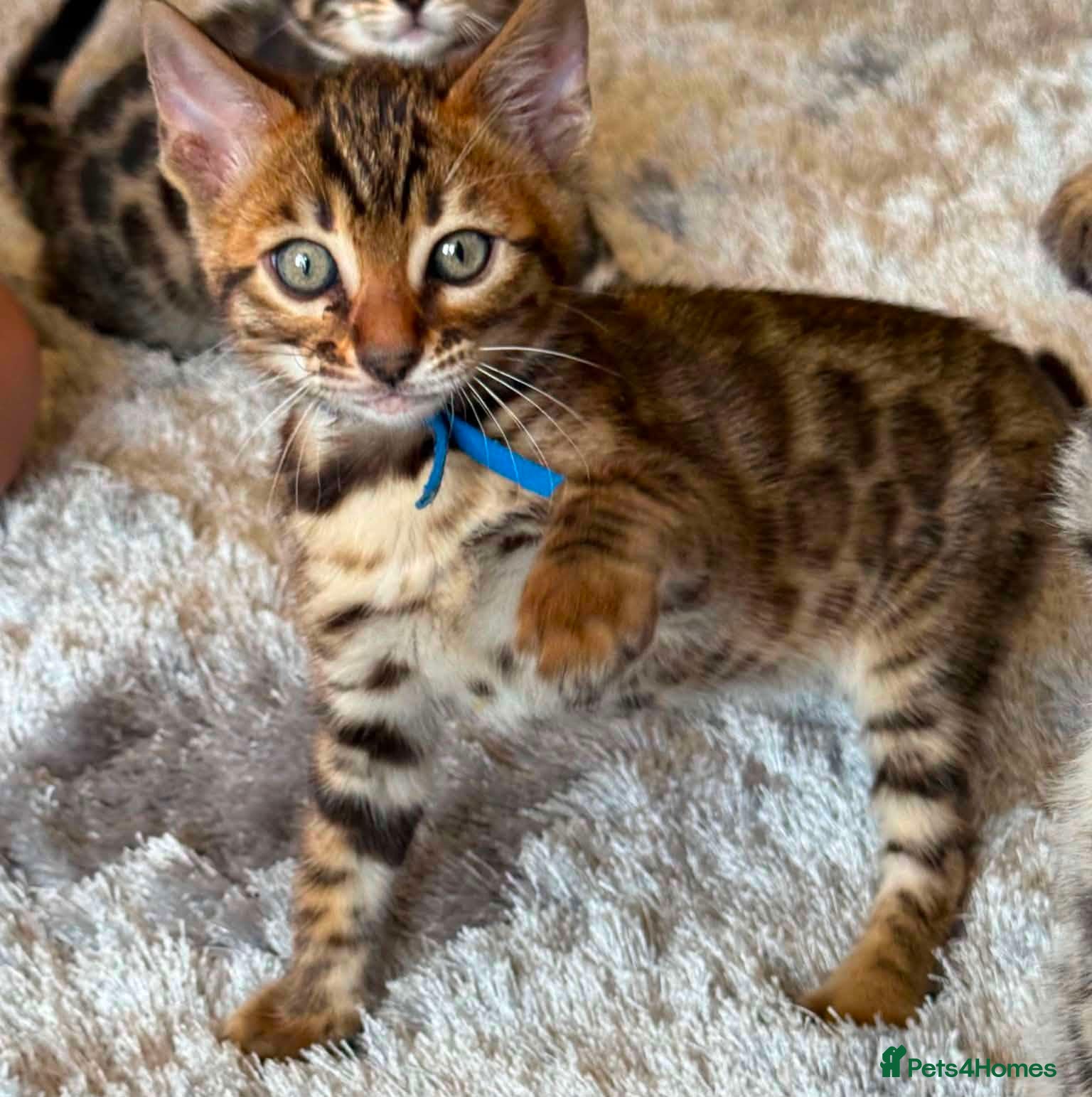 Bengal cats for sale: TICA Rare Snow & Charcoal carrying Bengal kittens! - Advert 3