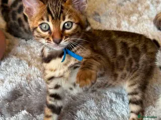 Bengal cats Purebred SUPER CUDDLY Bengal kittens! TWO LEFT! - Advert 15
