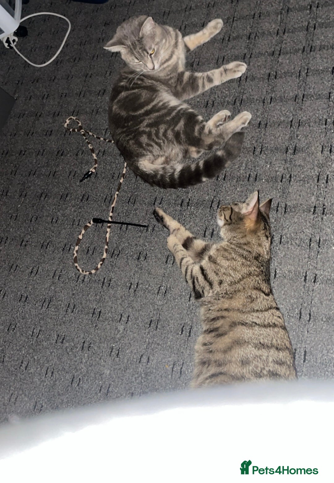 Mixed Breed cats for sale: Kittens For Sale  - Advert 15