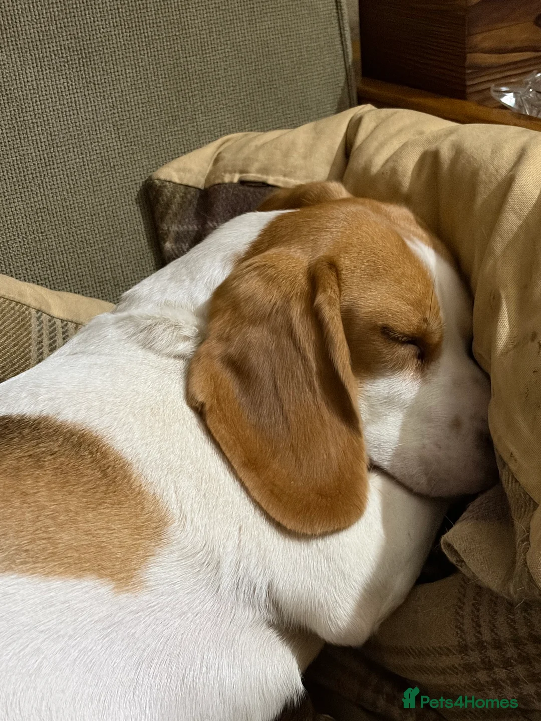 Beagle dogs for sale: Lewie - Advert 2