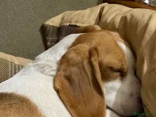 Beagle dogs Lewie - Advert 1