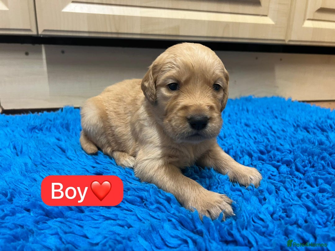 Golden Retriever dogs for sale: Gorgeous KC registered golden retriever puppies - Advert 18