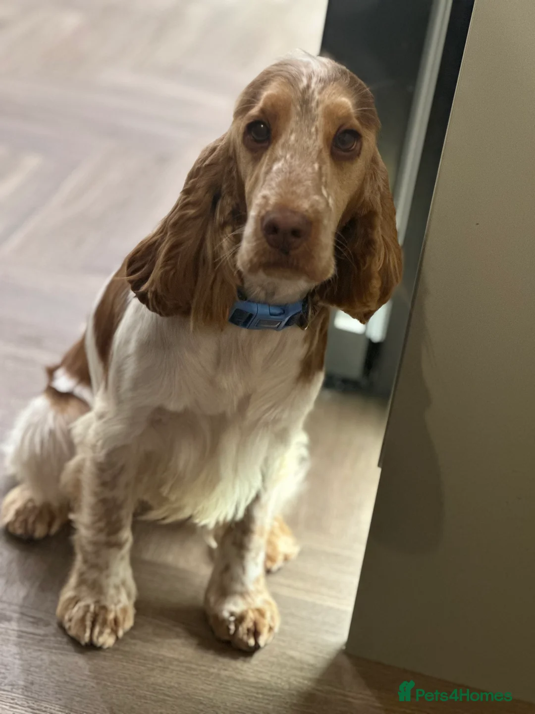 Cocker Spaniel dogs for sale: Show Cocker Spaniel - Advert 6