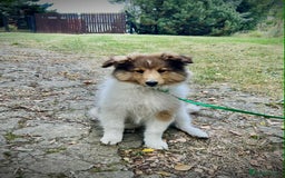Shetland Sheepdog dogs for sale: Two Male Shetland Sheepdog pups - Image 4