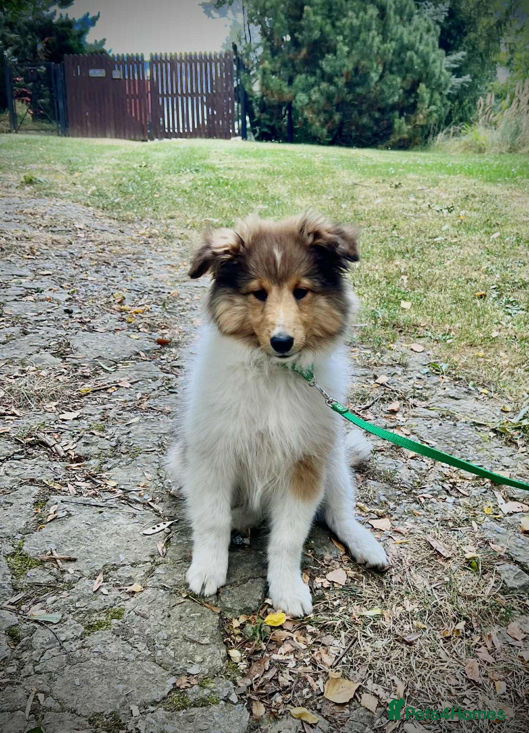 Shetland Sheepdog dogs for sale: Two Male Shetland Sheepdog pups - Image 4
