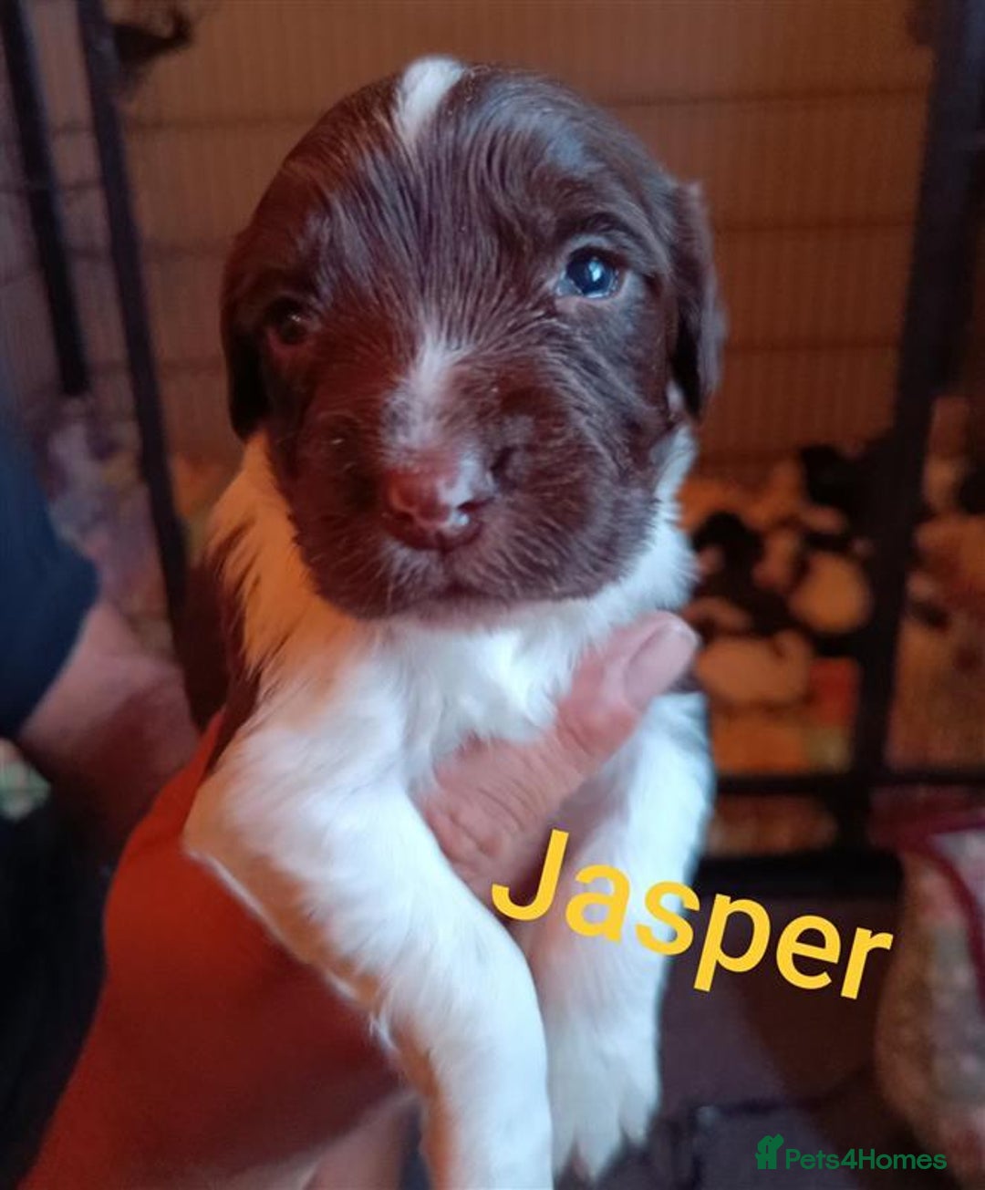 English Springer Spaniel dogs for sale: Working bred KC English Springer Spaniels puppies  - Image 17