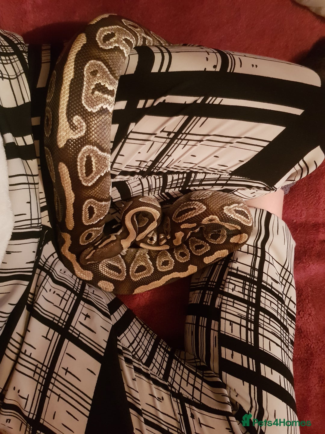 Python Snake reptiles for sale: Mojave Ball Python + Enclosure - Image 6
