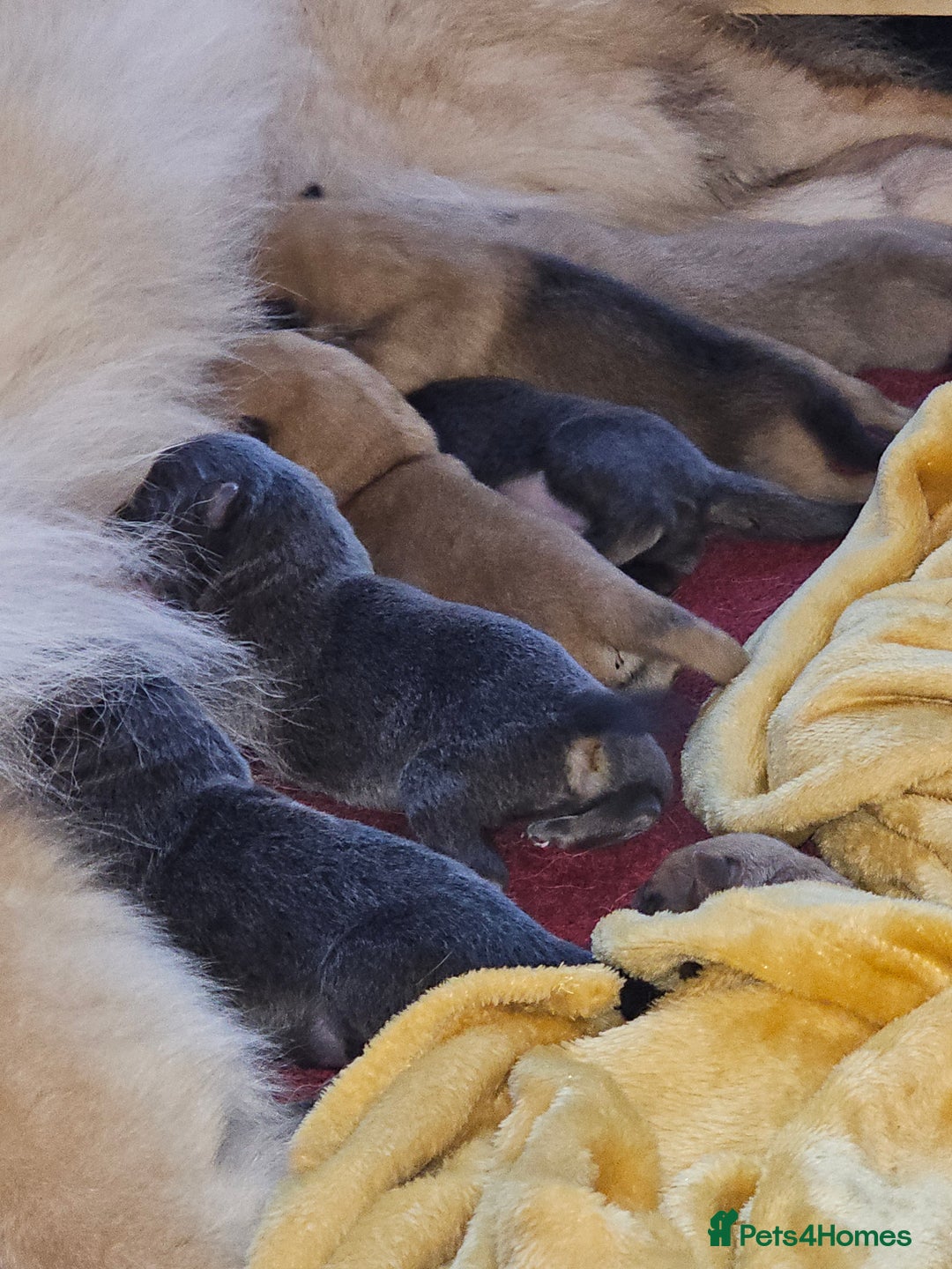 German Shepherd dogs for sale: 9 beautiful pure bred German Shepherd puppies - Advert 7