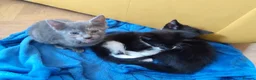 Mixed Breed cats for sale: Three beautiful kittens for sale - Advert 3