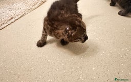 Savannah cats for sale: Stunning F3 Savannahs - Image 13