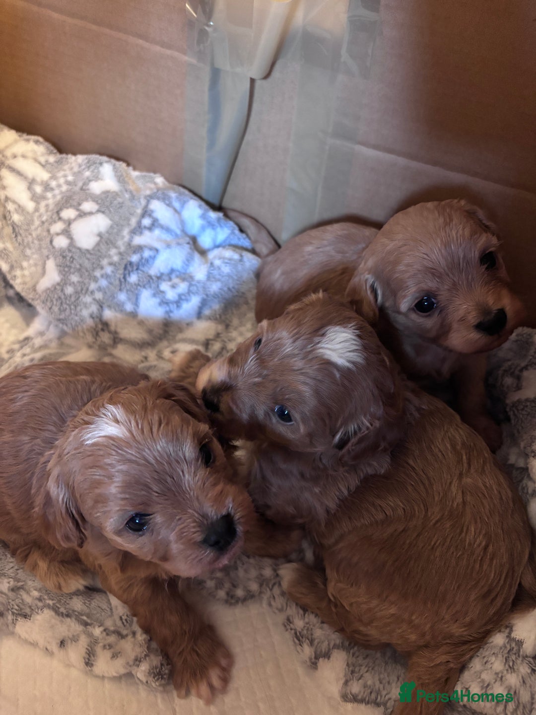 Cavachon dogs for sale: Toy Cavapoochons  - Advert 4