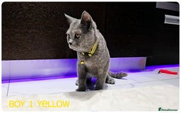 British Shorthair cats for sale: British  Blue Kittens (Delivery  available) - Image 6