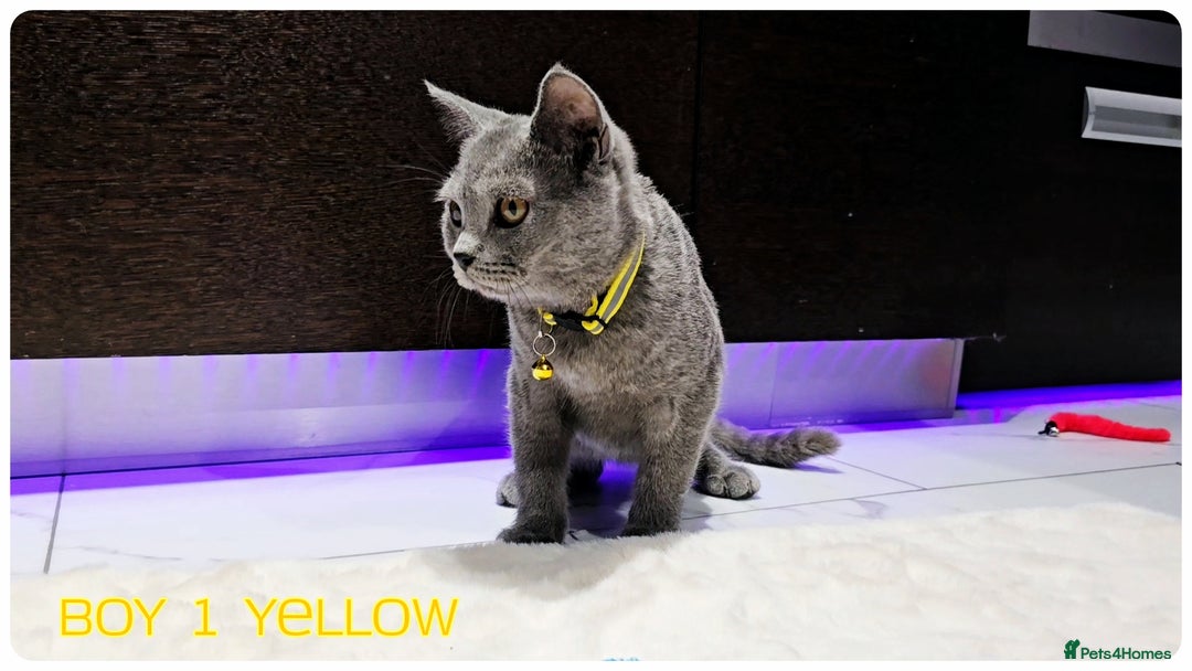 British Shorthair cats for sale: British  Blue Kittens (Delivery  available) - Image 6
