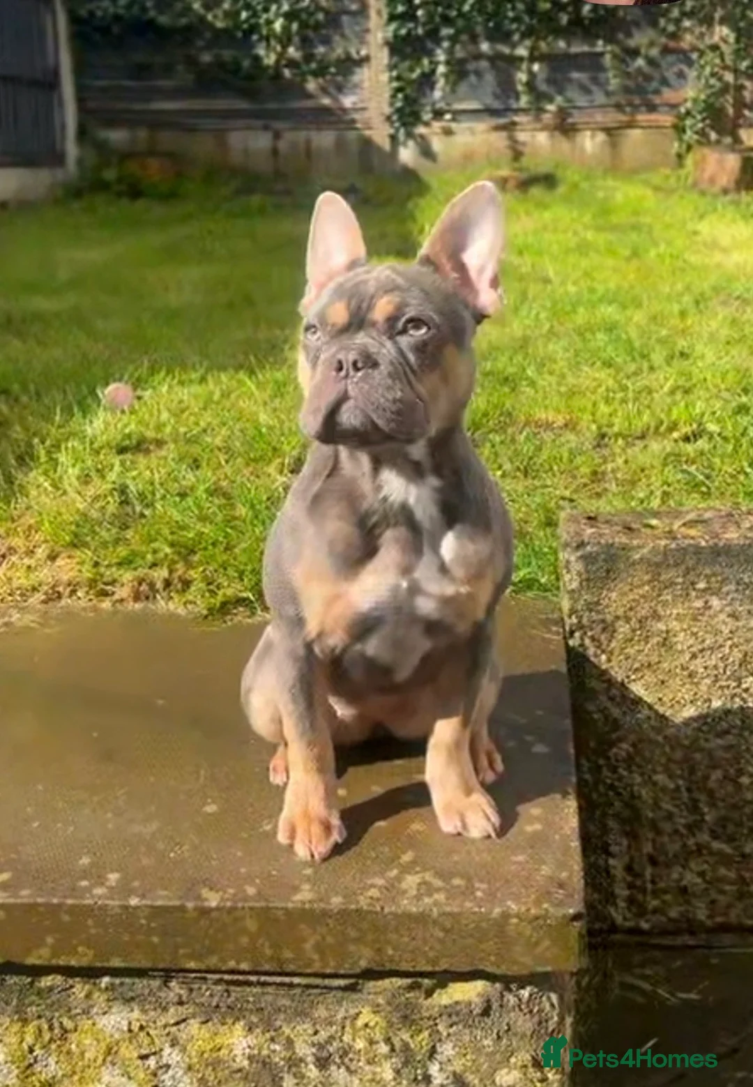 French Bulldog dogs for sale: Lilac and tan french bulldog - Advert 2