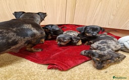 Miniature Dachshund dogs for sale: Black grey dapple, Black Tan miniature dachshund - Image 12