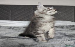 Maine Coon cats for sale: European Maine coon Kittens - Image 9