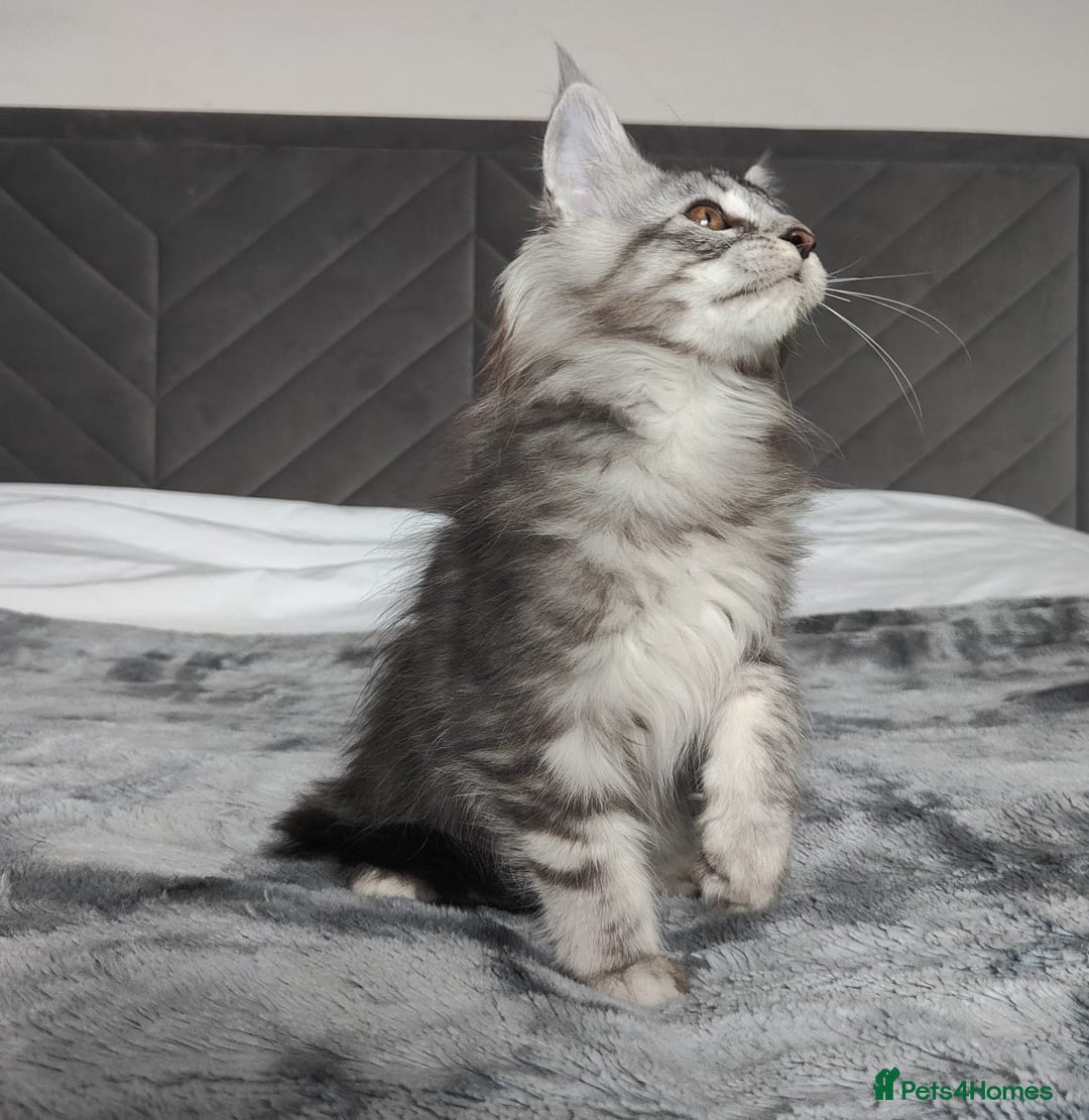 Maine Coon cats for sale: European Maine coon Kittens - Image 9