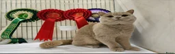 British Shorthair cats for sale: GCCF girl champion line cinnamon tortie ready now - Advert 15