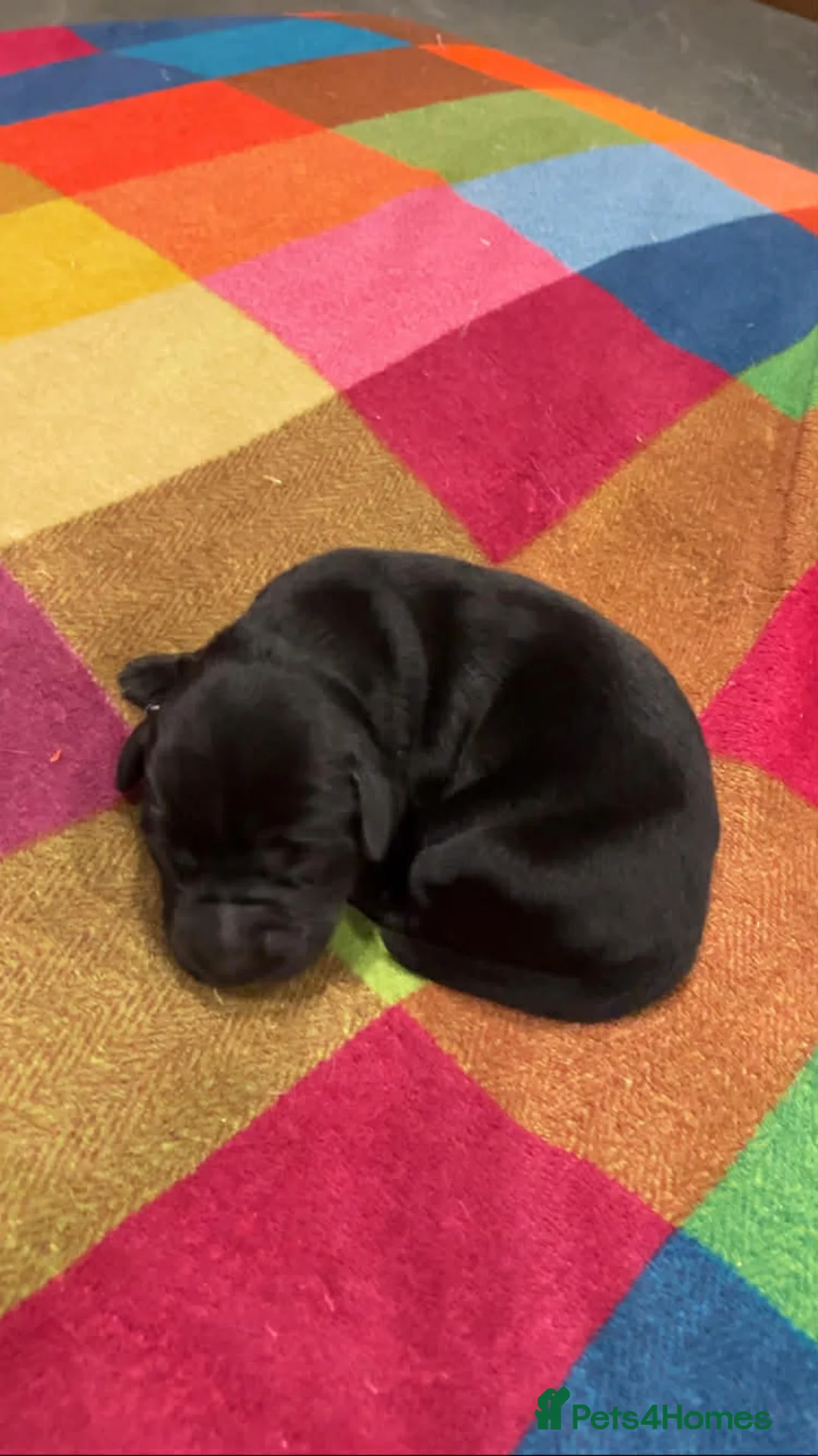 Mixed Breed dogs for sale: Goldendoodle Puppies 6 girls 3 boys - Advert 16