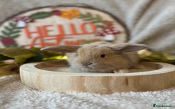Mini Lop rabbits for sale: Gorgeous Mini Lops Ready to Reserve 🫶🏻 - Image 6