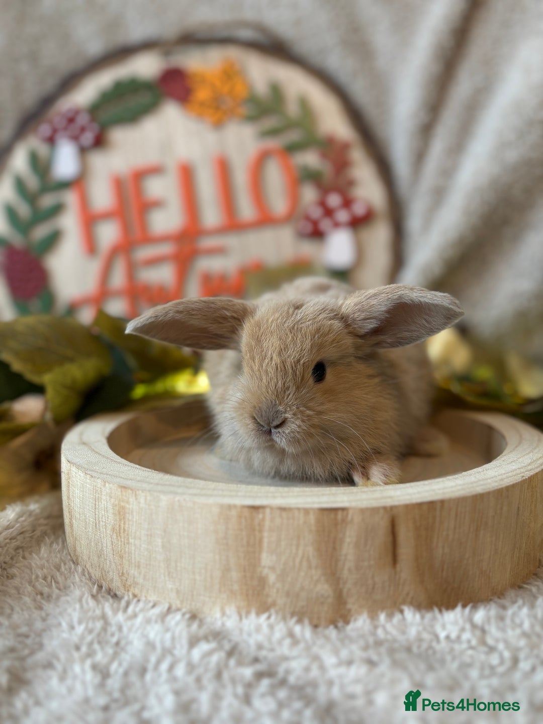 Mini Lop rabbits for sale: Gorgeous Mini Lops Ready to Reserve 🫶🏻 - Image 6
