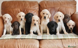 Labrador Retriever dogs for sale: Quality Health Tested Labrador Puppies - Image 11