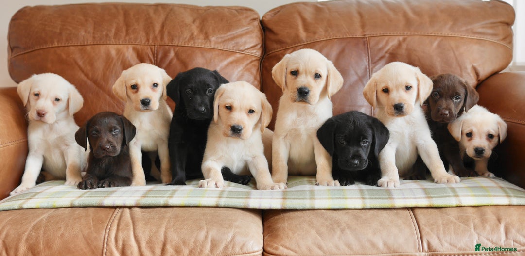 Labrador Retriever dogs for sale: Quality Health Tested Labrador Puppies - Image 11