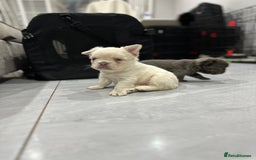 French Bulldog dogs for sale: Beautiful French bulldogs  - Advert 6