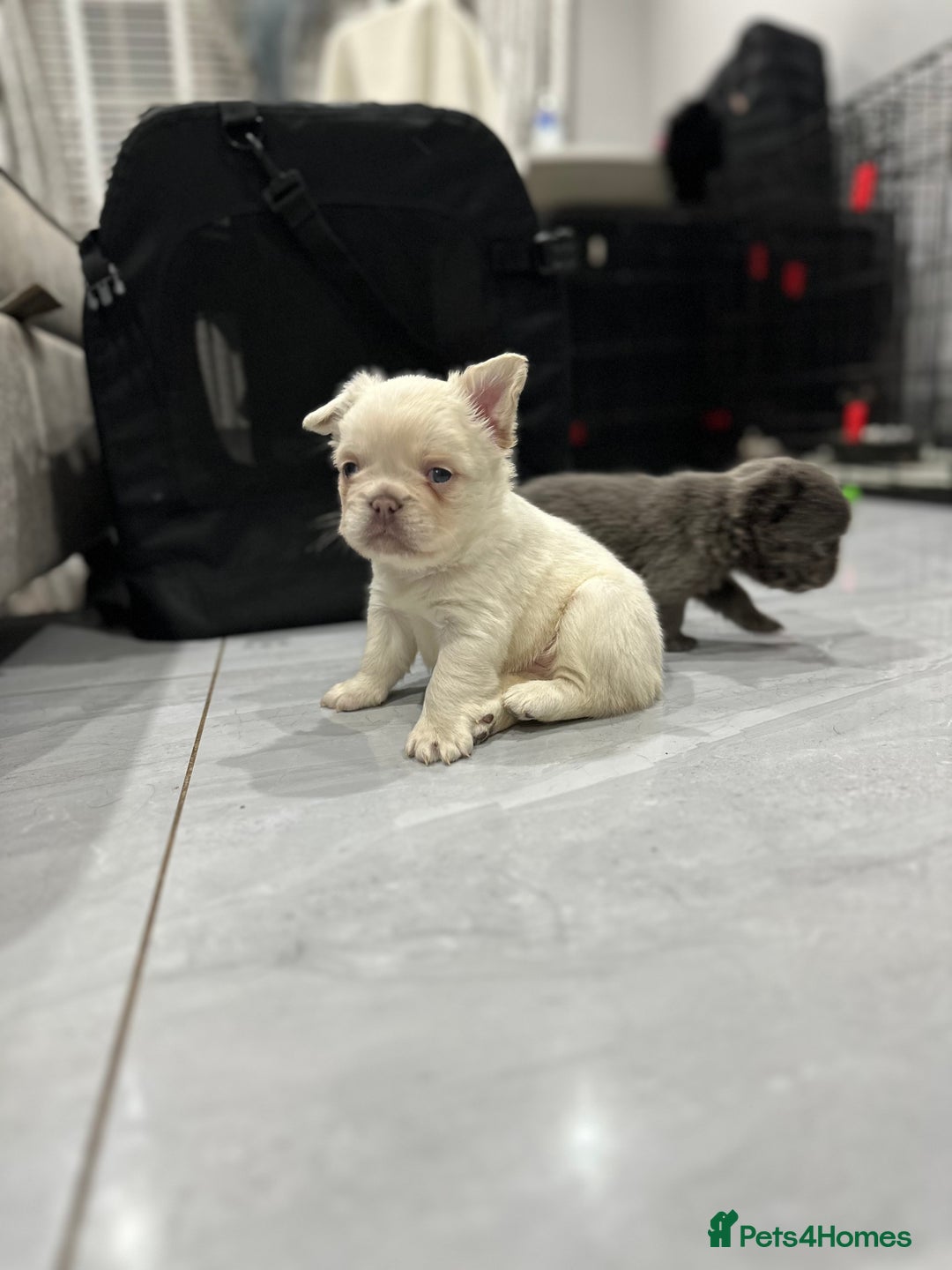 French Bulldog dogs for sale: Beautiful French bulldogs  - Advert 6