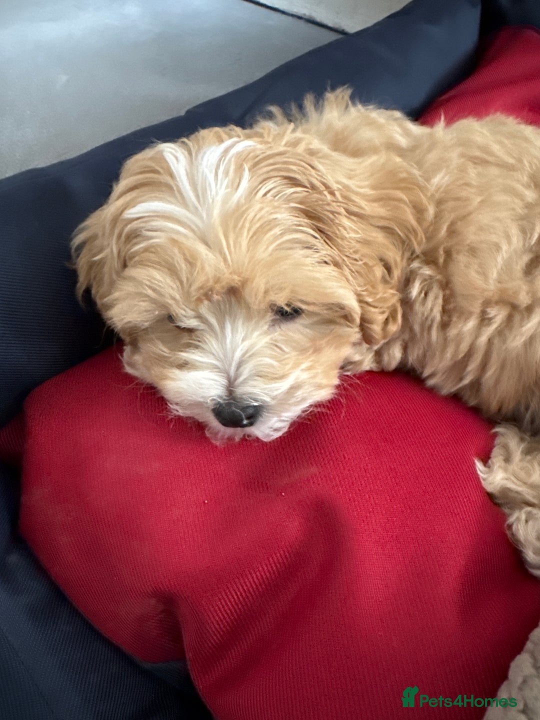 Maltipoo dogs for sale: Maltipoo Puppy Needs a New Home - Advert 3