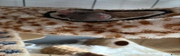 Rat rodents for sale: 4 female dumbo rats + entire setup - Advert 3