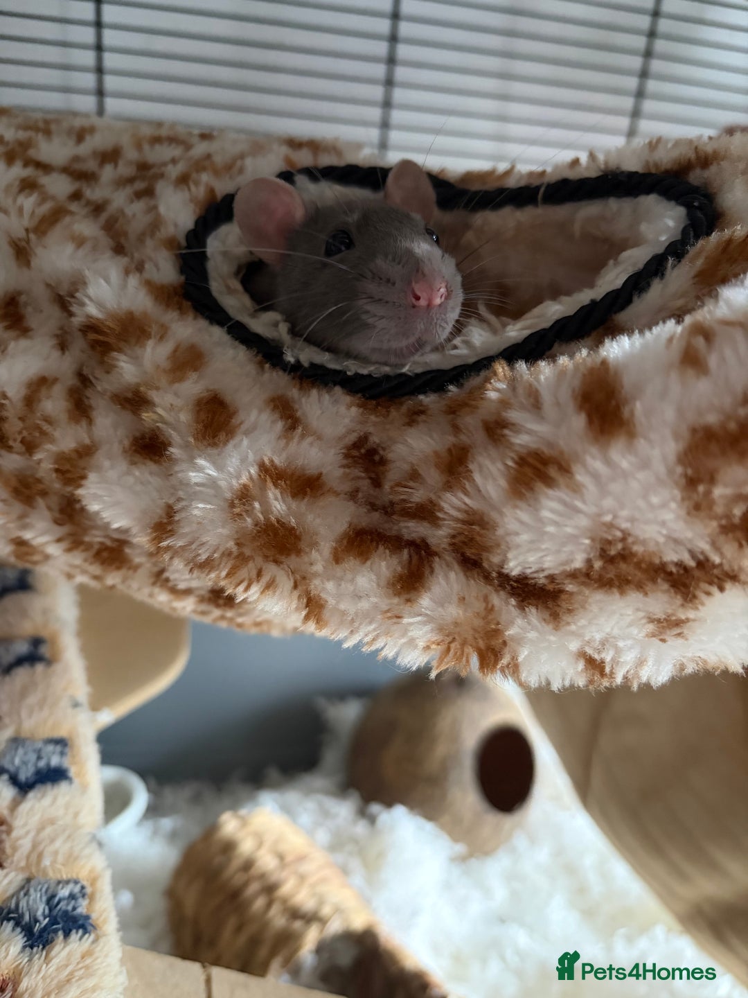 Rat rodents for sale: 4 female dumbo rats + entire setup - Advert 3