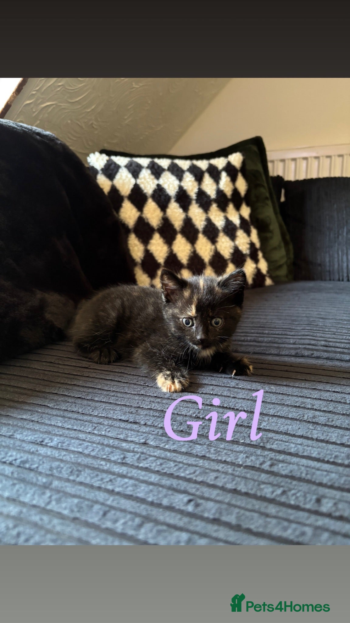 Mixed Breed cats Kittens For Sale - Advert 7