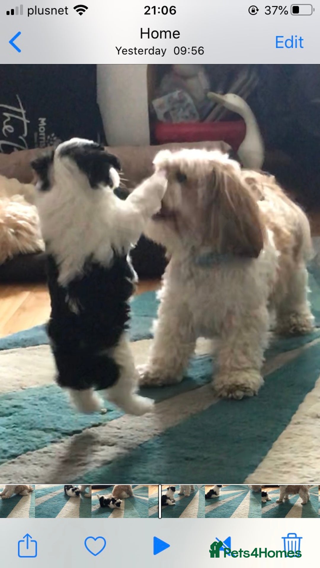 Lhasa Apso dogs for stud: Proven KC Registered Lhasa Apso Stud Toby in York - Advert 3